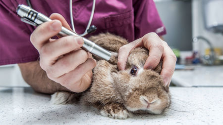 Is Animal Testing Justified?