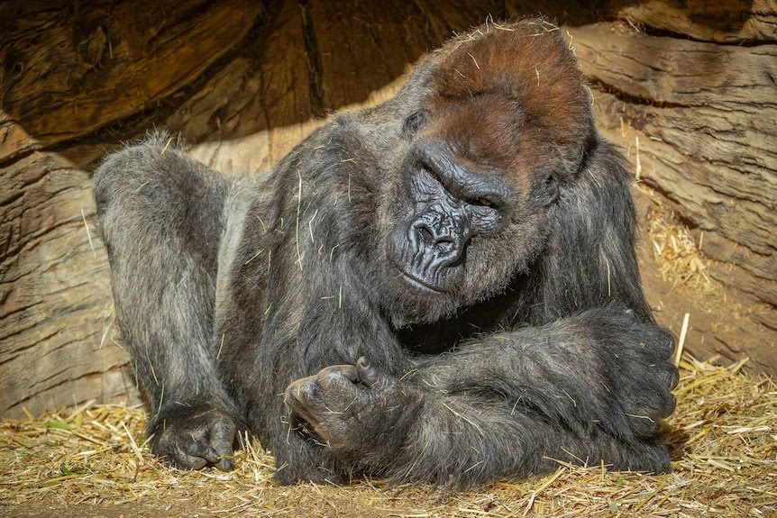 Gorilla at the San Diego Zoo