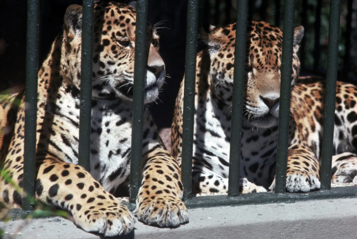Ethics of Zoos